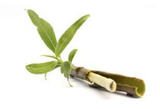  White Willow Bark Extract(HD) 