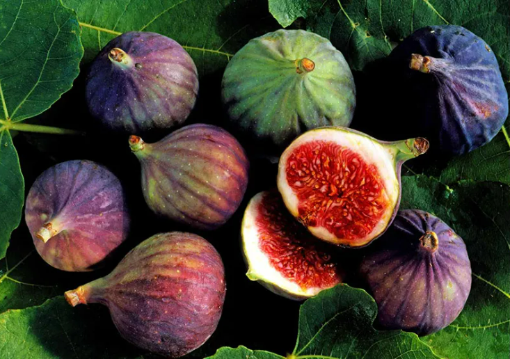  Fig Extract-DL 