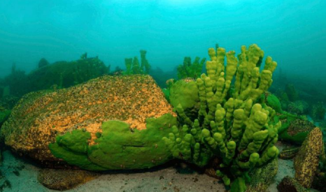  HYDROLYZED SPONGE 
