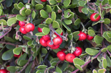  Bearberry Extract(HD) 