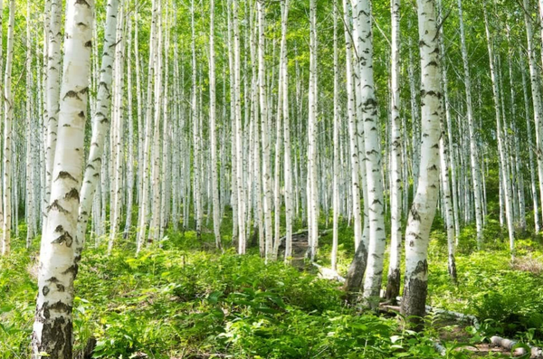  Birch Tree Extract-DL 