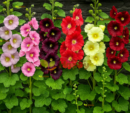  HOLLYHOCK ROOT EXTRACT-DL 