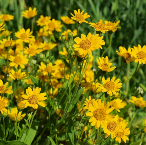  ARNICA FLOWER EXTRACT(HD) 