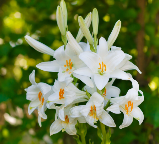  White Lily Extract-DL 