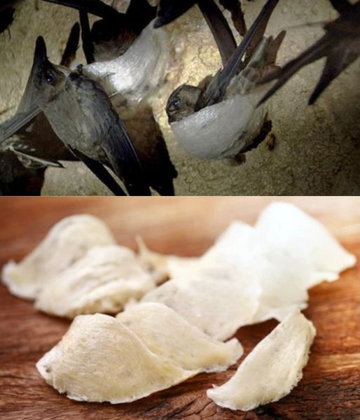  Swiftlet Nest Extract(L) 