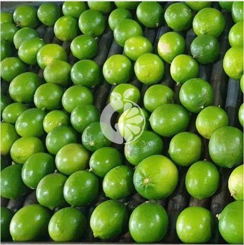 Chanh tươi không hạt