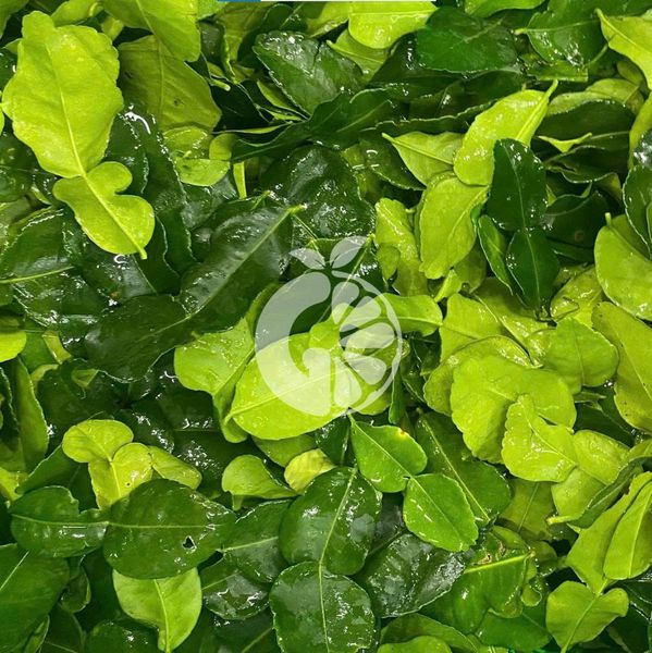 Frozen Kaffir Lime Leaves