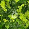 Frozen Kaffir Lime Leaves