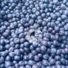 Frozen Blueberry