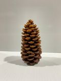 New Pine Cone Shaped Wax