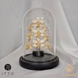  The iTTO LED - 3 Nhành 