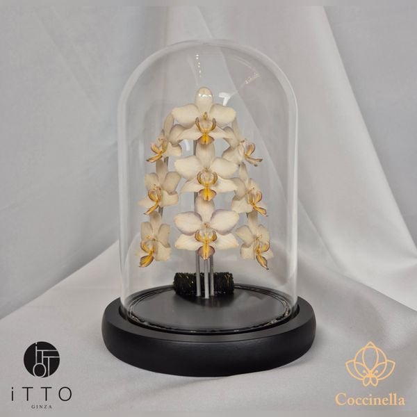  The iTTO LED - 3 Nhành 