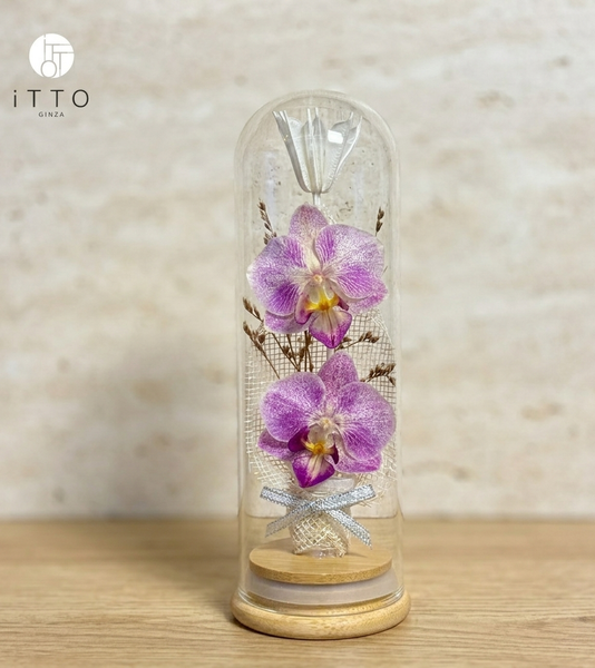  Chụp tre cao su - BOT10 