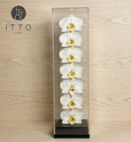  The iTTO II - L 