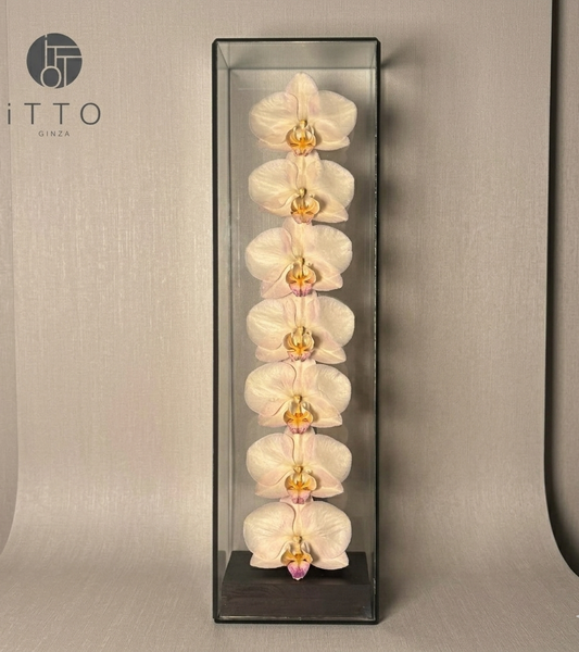  The iTTO II - L 