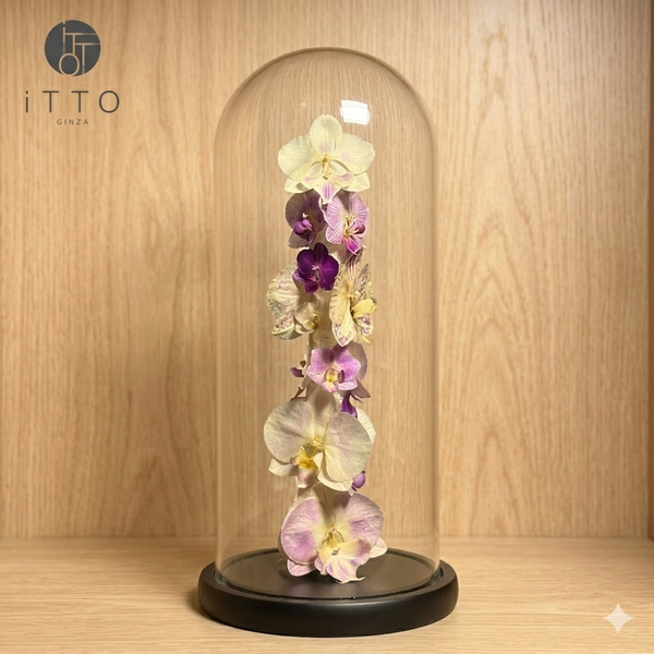  The iTTO-LED - L 