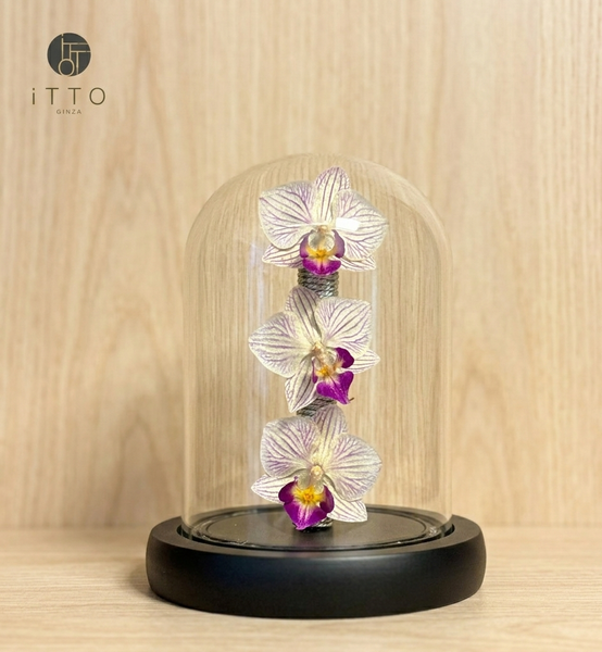  The iTTO-LED - S 