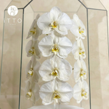  The iTTO LUNA - XL 70cm 