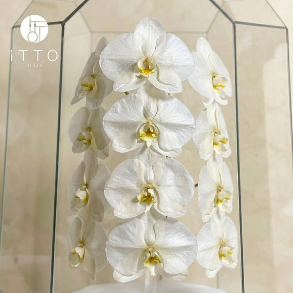  The iTTO LUNA - XL 70cm 