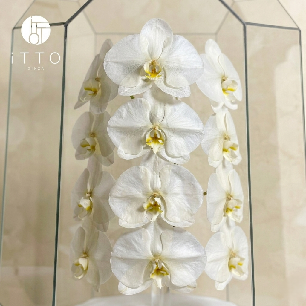  The iTTO LUNA - XL 70cm 