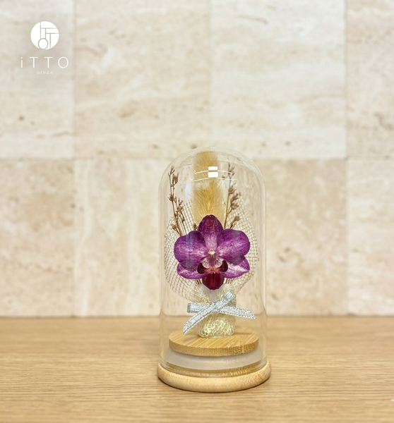  Chụp tre cao su - BOT09 