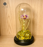  The iTTO-LED - Mini 