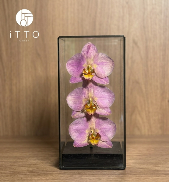  The iTTO II - S 