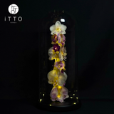  The iTTO-LED - L 