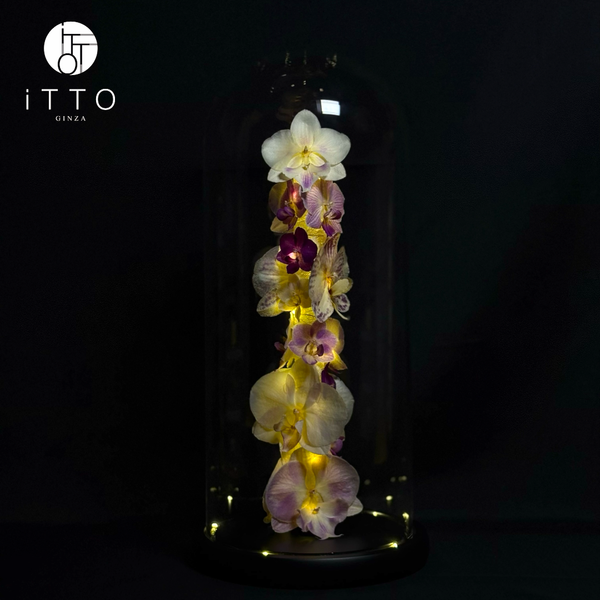  The iTTO-LED - L 