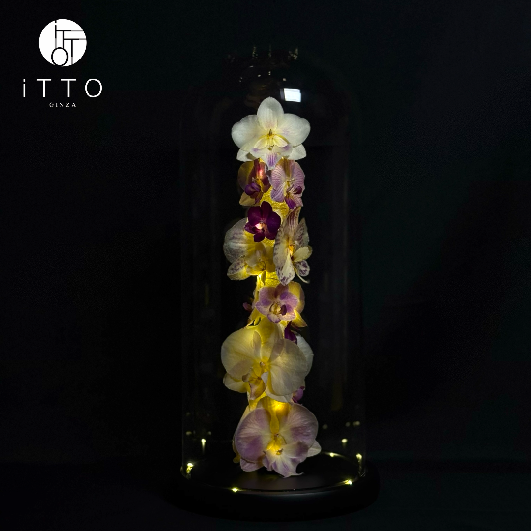  The iTTO-LED - L 