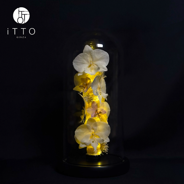  The iTTO-LED - M 