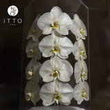  The iTTO LUNA - XL 70cm 