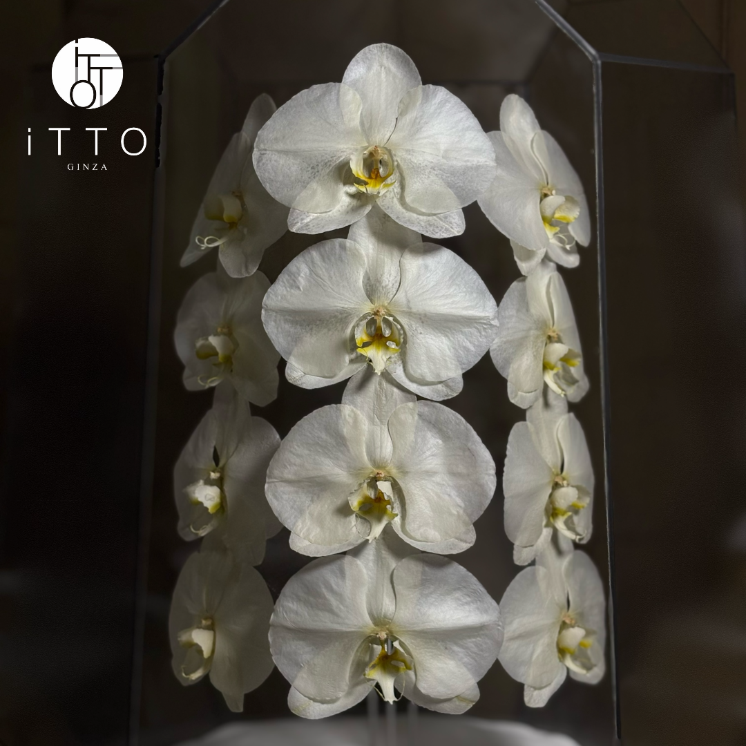  The iTTO LUNA - XL 70cm 