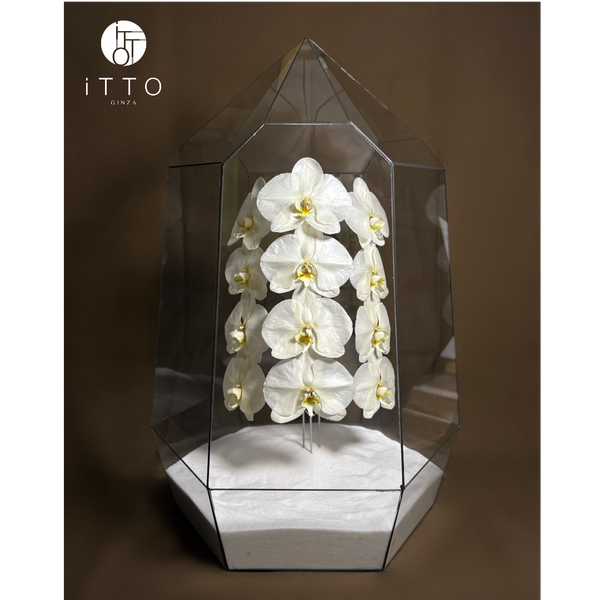  The iTTO LUNA - XL 70cm 