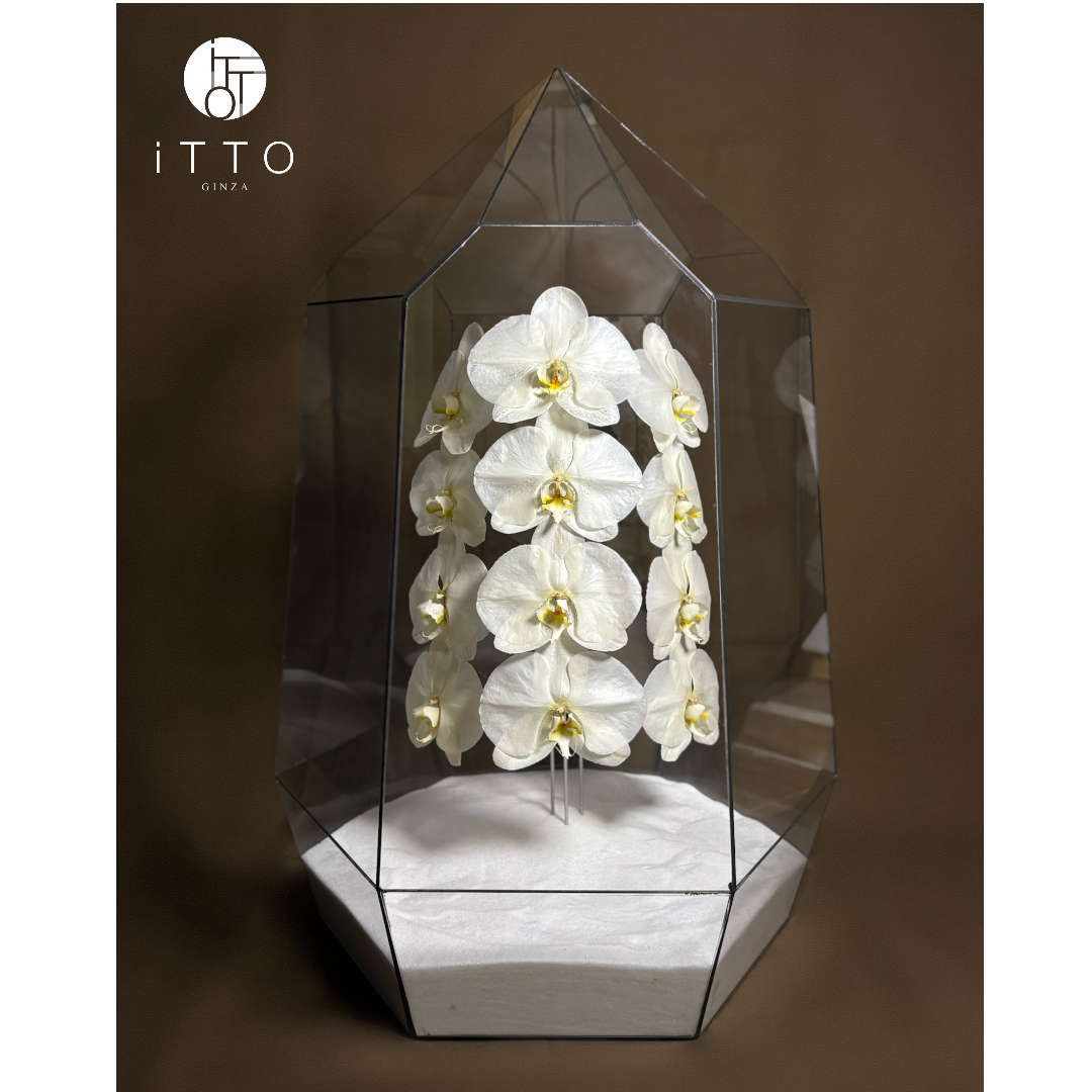  The iTTO LUNA - XL 70cm 