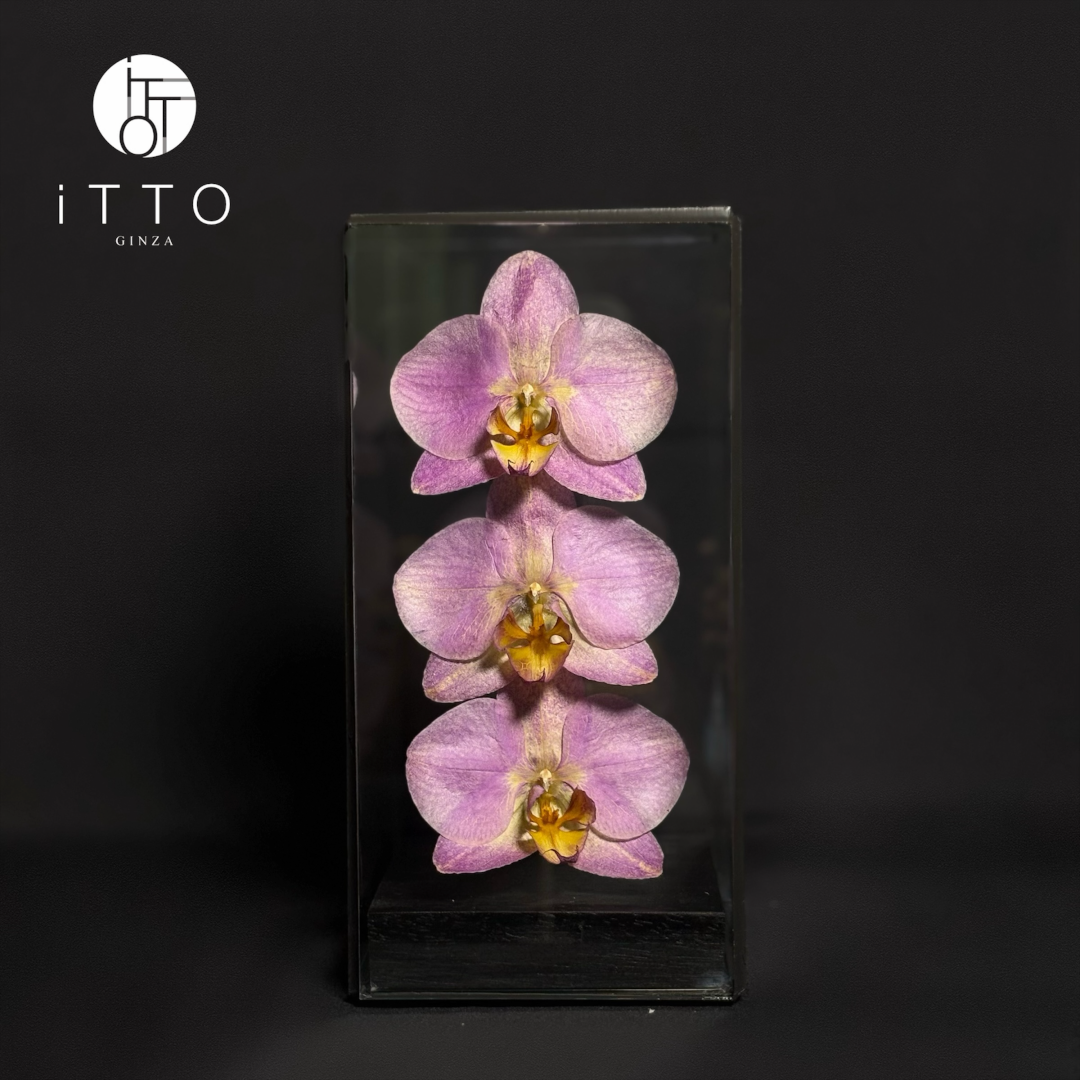  The iTTO II - S 