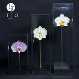  The iTTO M 