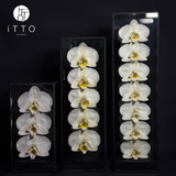  The iTTO II - L 