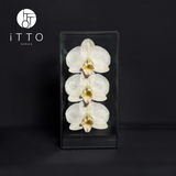  The iTTO II - S 