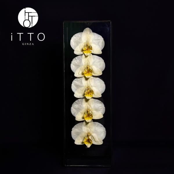  The iTTO II - M 