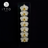  The iTTO II - L 