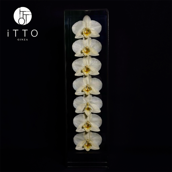  The iTTO II - L 