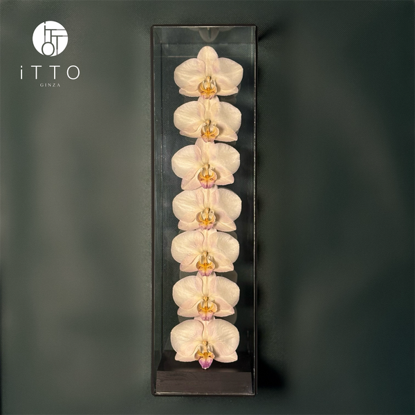 The iTTO II - L 