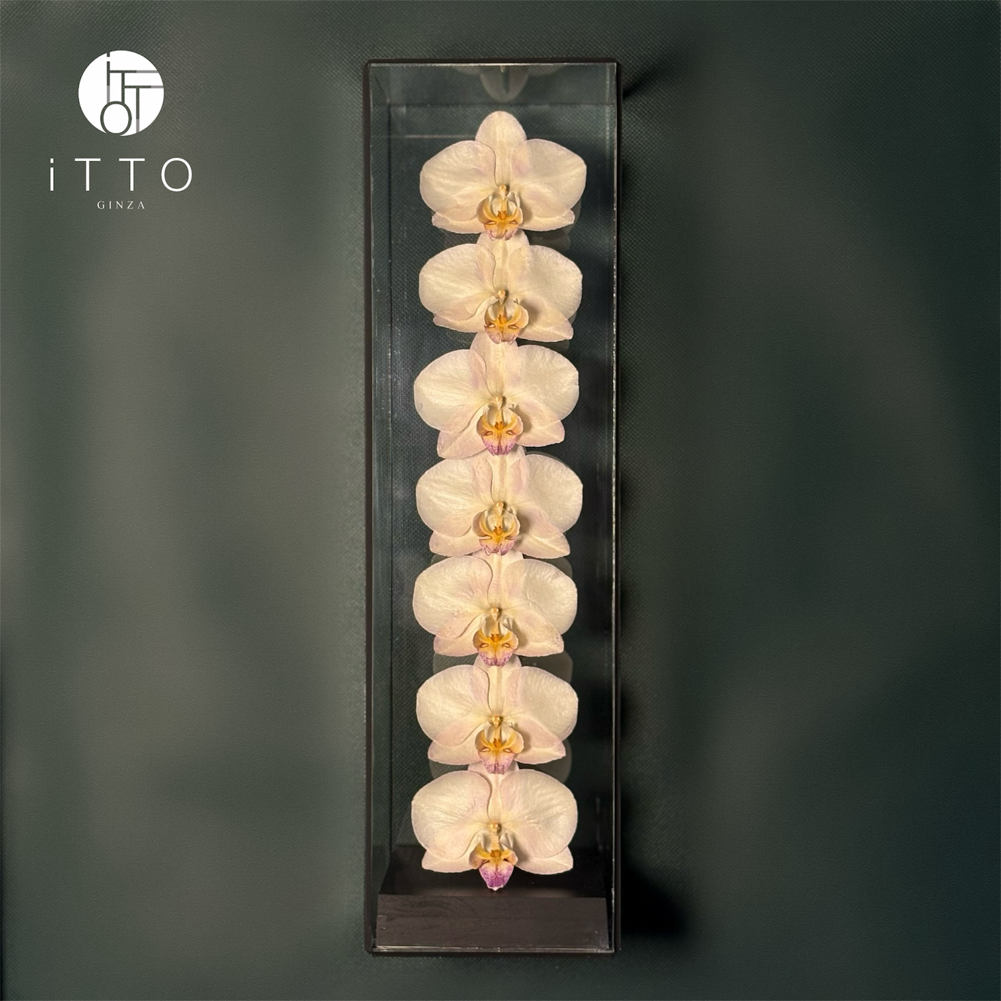  The iTTO II - L 