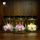  Chai lọ hoa khô - BOT07 