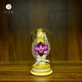  Chụp tre cao su - BOT09 