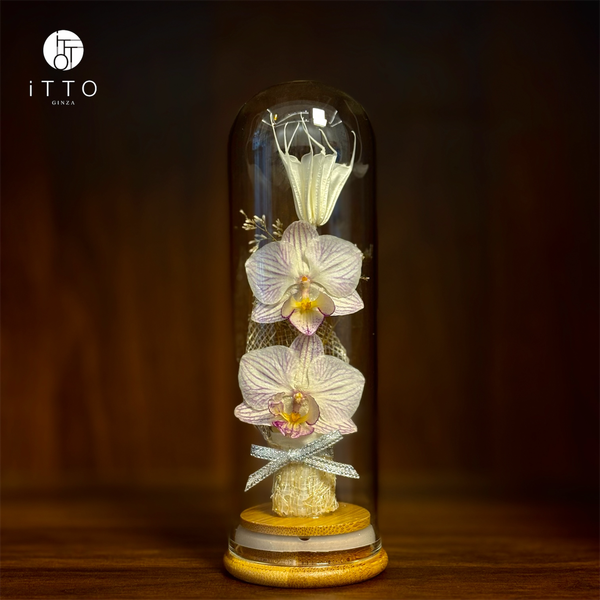  Chụp tre cao su - BOT10 