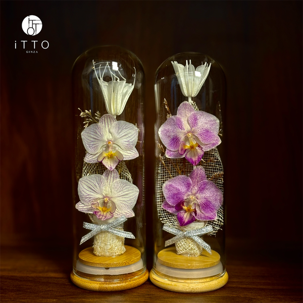  Chụp tre cao su - BOT10 