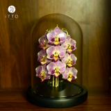  The iTTO LED - 3 Nhành 