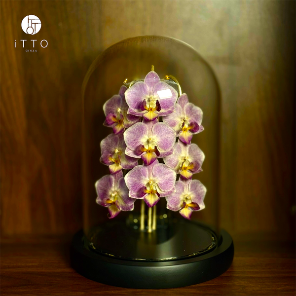  The iTTO LED - 3 Nhành 